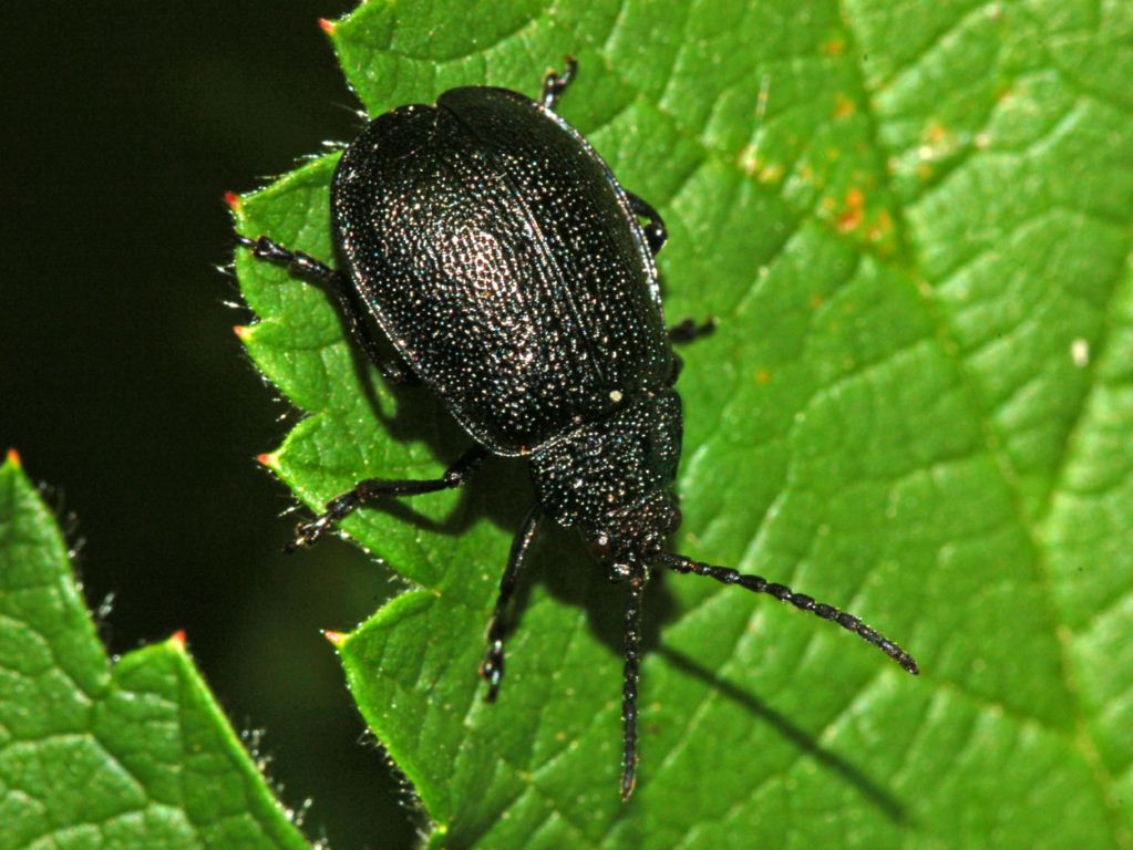 Un coleottero tutto nero in attesa di nome